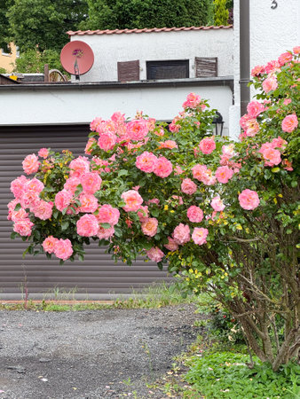 Pink Roses Bloom Vibrantly in Garden Settingの写真素材