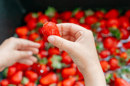 Hand Holding Fresh Strawberry Above a Fruitfulの写真素材