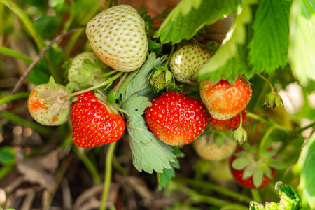 Ripe and Unripe Strawberries Growing on Plantの写真素材