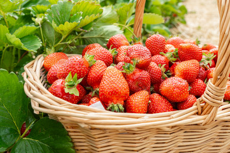 Fresh Strawberries in a Wicker Basket in theの写真素材
