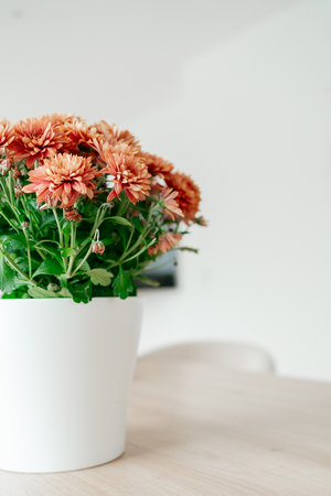 Bright Orange Chrysanthemums in White Pot onの写真素材