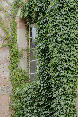 Ivy-Covered Wall with Window in Rustic Setting