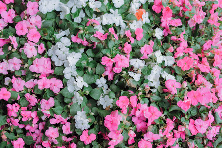 Vibrant Pink and White Flowers in Bloom