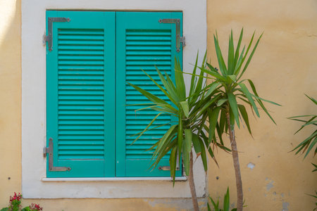 Teal Shutters on Rustic Wall with Yucca Plantの写真素材