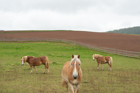 Calm farm animals feeding on pasture, rural