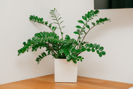 Zamioculcas Houseplant in White Potの写真素材