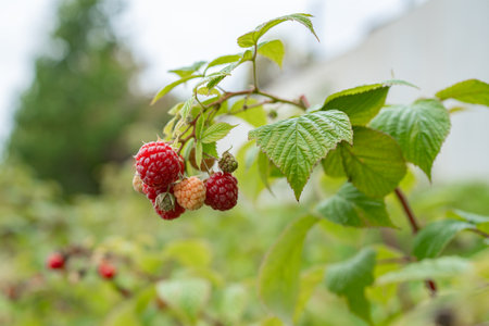 Ripe Raspberries on Branchの写真素材