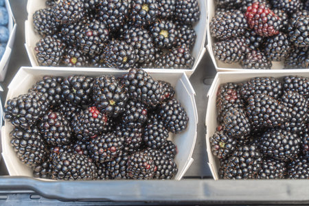 Fresh Blackberries in Market Traysの写真素材