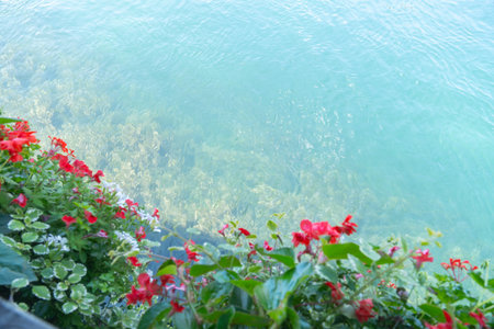 Flowers Above Clear Waterの写真素材
