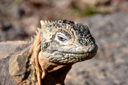 Ecuador - Galapagos Islandsの写真素材