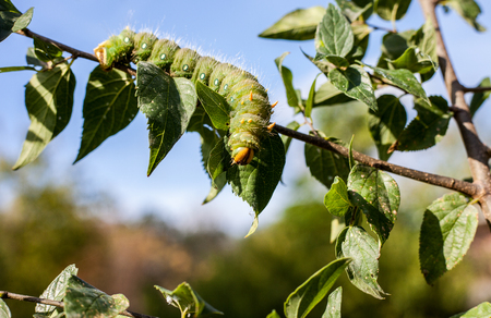 Imperial Moth caterpillar on a branch / Selective focus green caterpillar on branchの写真素材