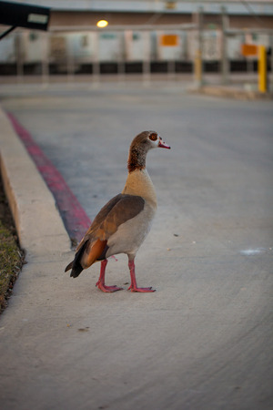 Egiptian male goose (alopochen aegyptiaca) in urban setting, walks on concreteの写真素材