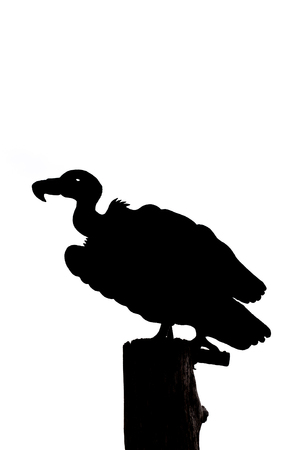 Silhouette of metal cutout american black vulture on a wooden post with white backgroundの写真素材