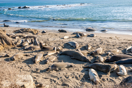 Northern elephant seals (Mirounga angustirostris) sunbathing on the California coastの写真素材