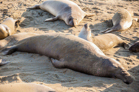 Northern elephant seals (Mirounga angustirostris) playing and sleeping on a beach on the Californian coastの写真素材