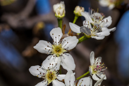 Close up of blooming white cherry blossom on branchの写真素材