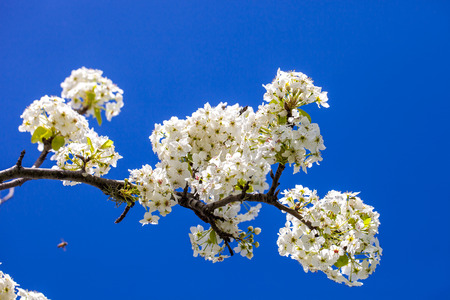 Branch of cherry blossom tree in full bloom against a bright blue skyの写真素材