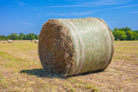 Freshly mowed field with round hay bales with blue sky in the background