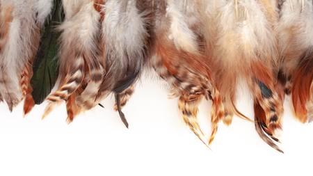 Colorful feather texture on whitebackground with copu spaceの写真素材