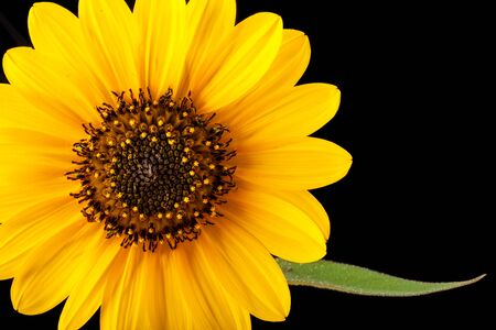Texas Wild Sunflower (Common sunflower, Annual sunflower)  -  Helianthus annuus L. isolated on blackの写真素材