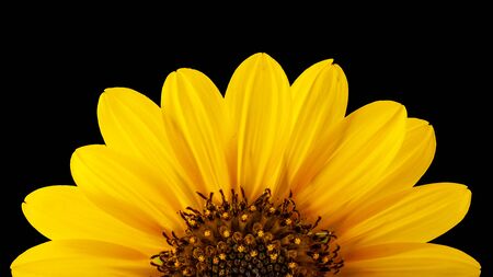Texas Wild Sunflower (Common sunflower, Annual sunflower)  -  Helianthus annuus L. isolated on black