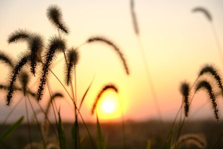 Wild grass silhouettes against sunset skyの写真素材