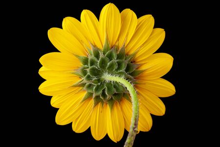 Back of sunflower isolated on black with the details of involucres arranged in a patternの写真素材