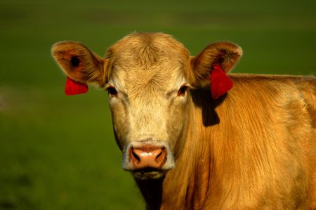Animal - Cow