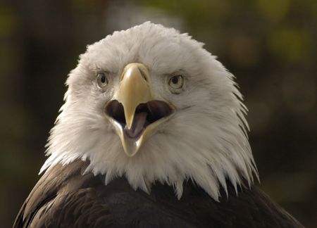 bird - bald eagle (haliaeetus leucocephalus)の写真素材