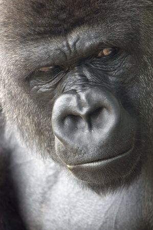 animal - gorilla (gorilla gorilla gorilla)
