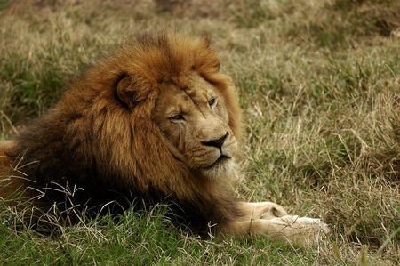 animal - african lion (panthera leo krugeri)の写真素材