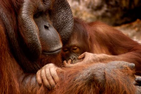 animal - orangutan (pongo pygmaeus)の写真素材