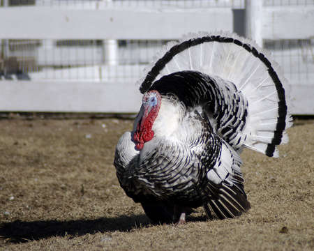    Bird - Narragansett Turkey (Meleagris gallipavo)の写真素材