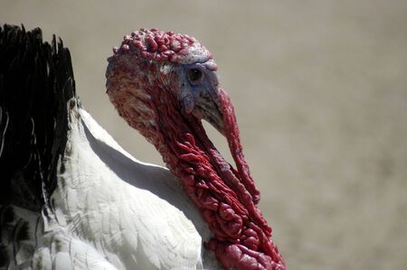 Bird - Narragansett Turkey (Meleagris gallipavo)