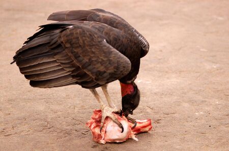 Bird - King Vulture (sarcoramphus papa)の写真素材