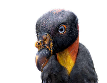 Bird - King Vulture (sarcoramphus papa)の写真素材