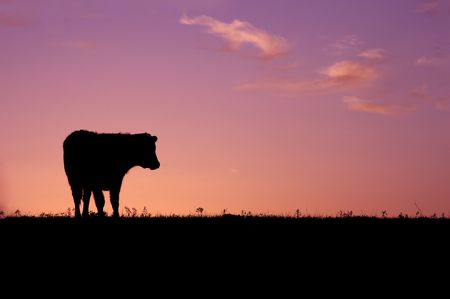 Animal - Cow Silhouetteの写真素材
