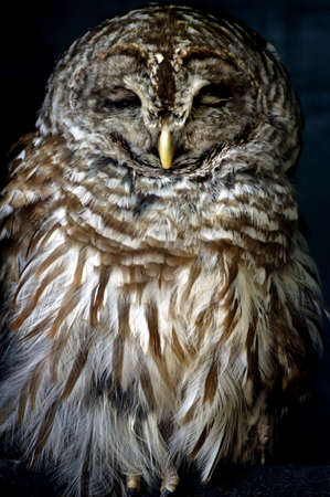 Bird - Barred Owl (Strix Varia)の写真素材