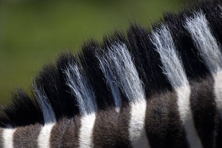 Zebra Mane Textureの写真素材