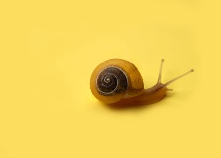 Snail on Yellowの写真素材