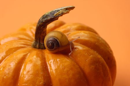 Snail on Pumpkinの写真素材