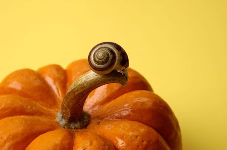 Snail on Pumpkinの写真素材