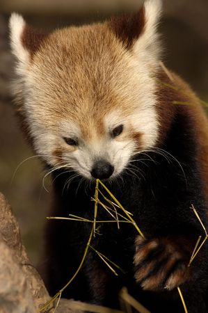Red Panda (Ailurus Fulgens) chewing on a bamboo snackの写真素材