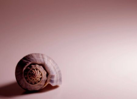 A seashell on a rose-colored background.の写真素材