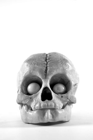 Object - Animal Skullの写真素材