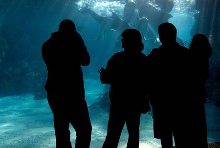A family watching dolphins underwater.の写真素材