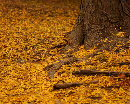 Orange leaves lay fallen around a tree trunk.の写真素材