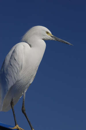 A snowy egret (egretta thula) against a dark blue sky background.の写真素材