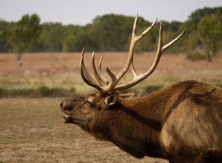 A Wapiti (Cervus canadensis) also known as an American Elk calls out during the rutting season.の写真素材
