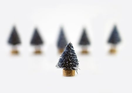 A christmas fir tree standing apart from the other trees in the background.の写真素材